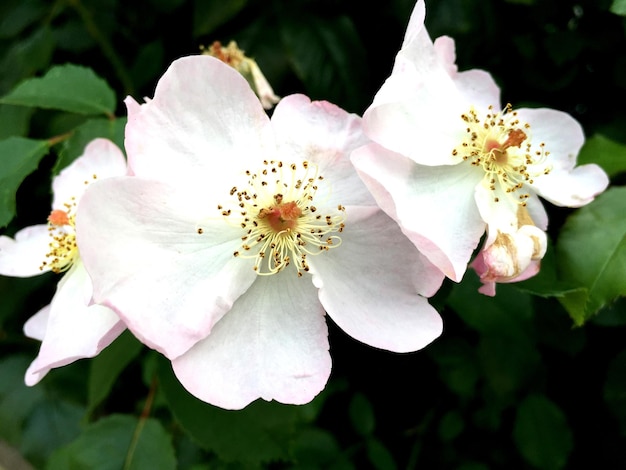 Foto close-up di rose in fiore in giardino