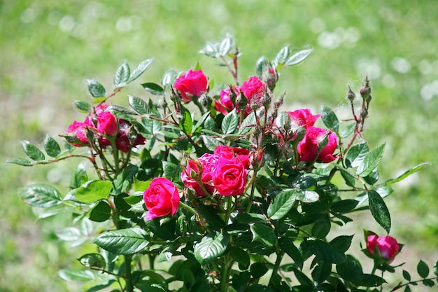 Photo close-up of roses blooming outdoors