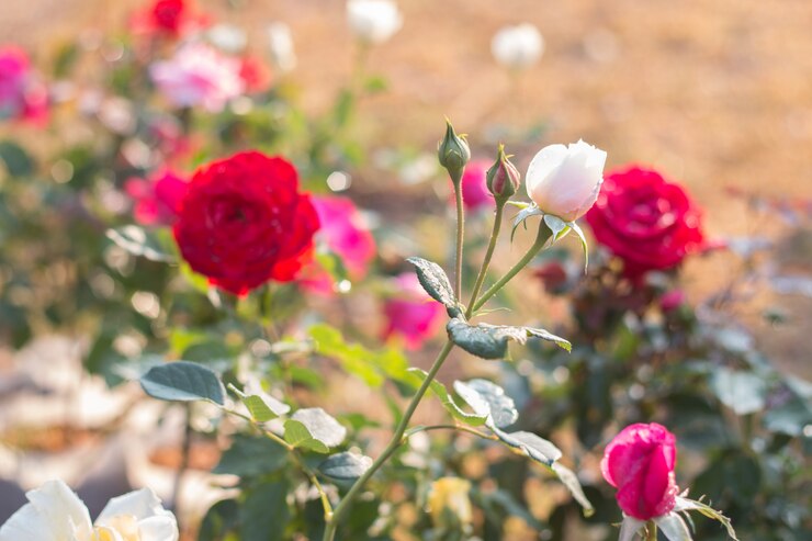Photo 枝にバラの花のクローズアップ