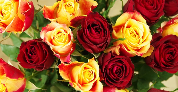 Close up of roses flowers. Red and yellow roses. Roses background.