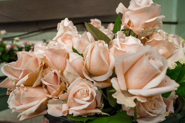 Photo close-up of roses