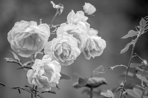 close-up of roses