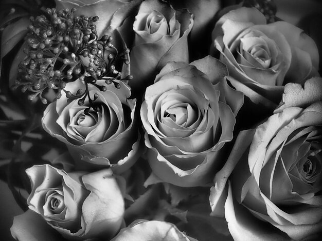 Close-up of roses