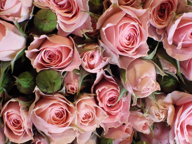 Photo close-up of roses