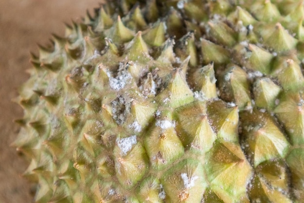 Close up of rotten durian white mold problem