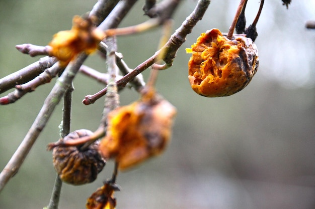 Photo close-up of rotten fruits on tree