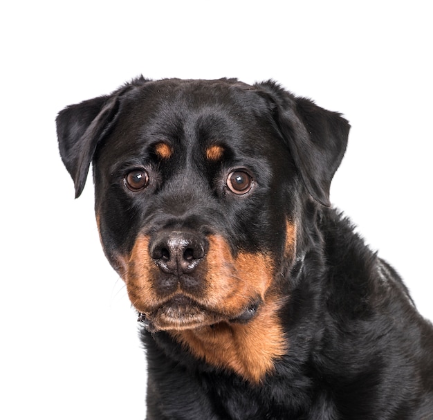 Close-up of a Rottweiler Dog