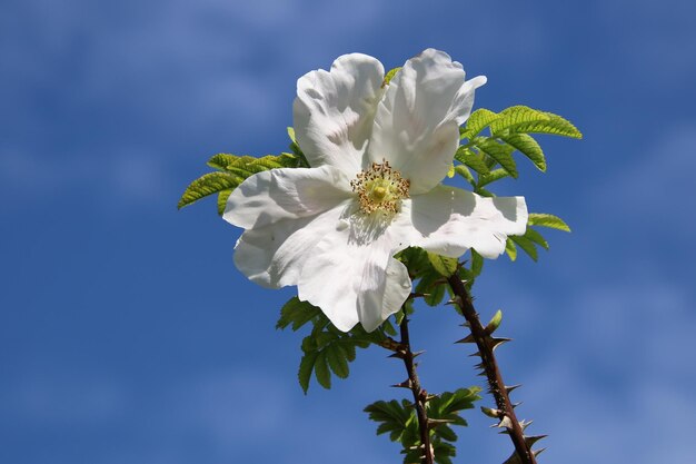 Close up of rough rosewhite with sky blue background.