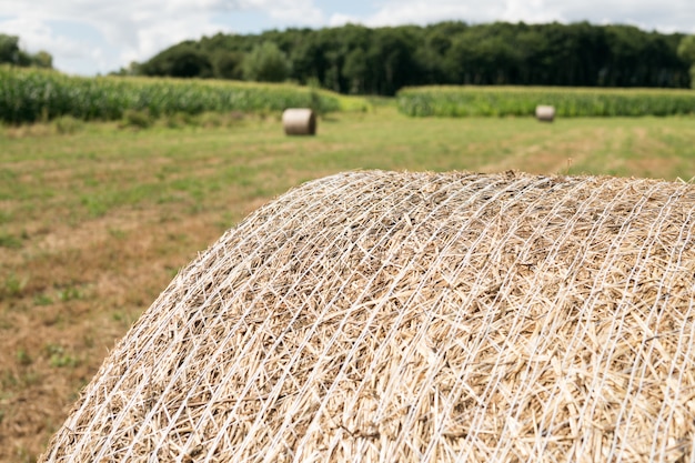 Close up of round bale of hay harvested in a field with trees at the back. selective focus