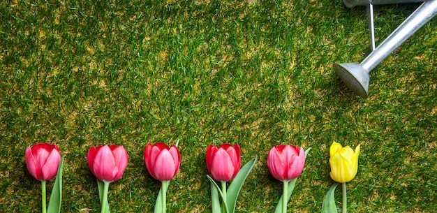 Photo close up on row of tulips on the grass