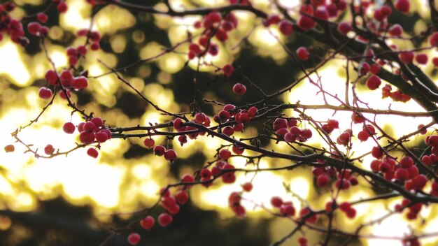 Foto close-up di rowanberries che crescono sull'albero