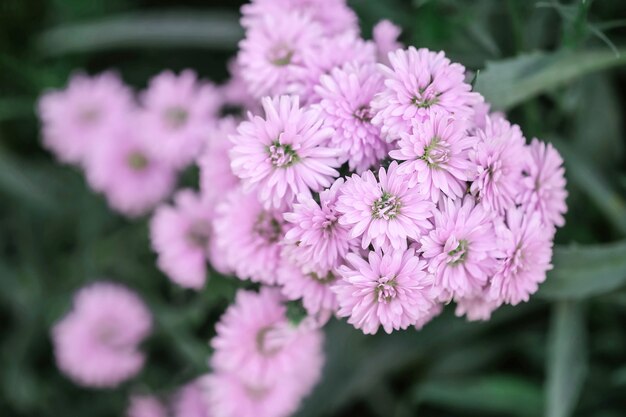 Close-up roze bloem op de tuin geweven achtergrond