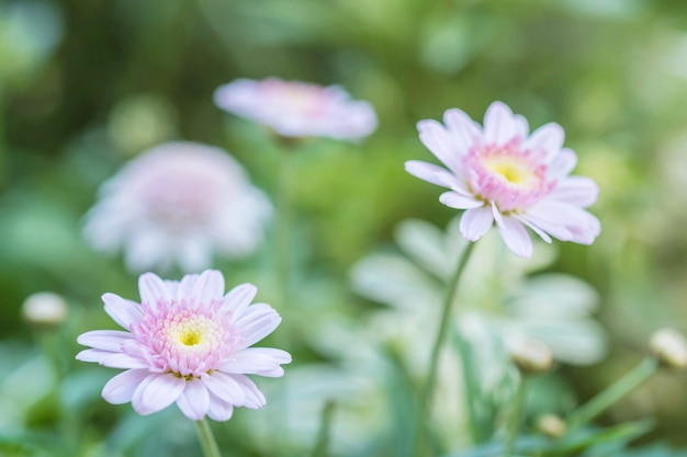 Close-up roze bloem op de tuin geweven achtergrond