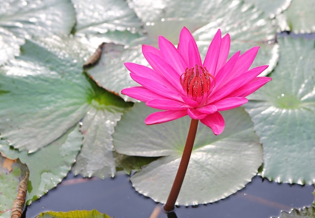 Close-up Roze lotusbloem in vijver