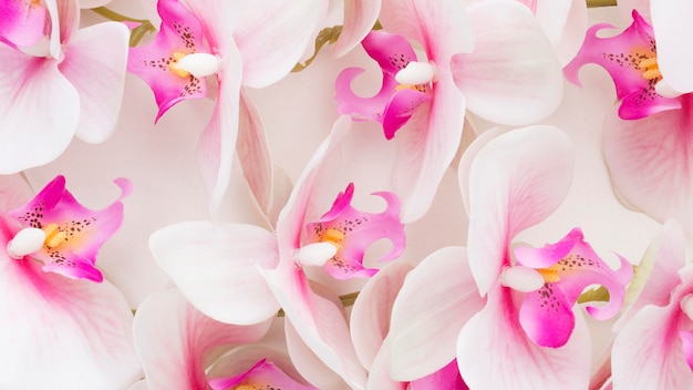 Foto close-up roze orchideeën