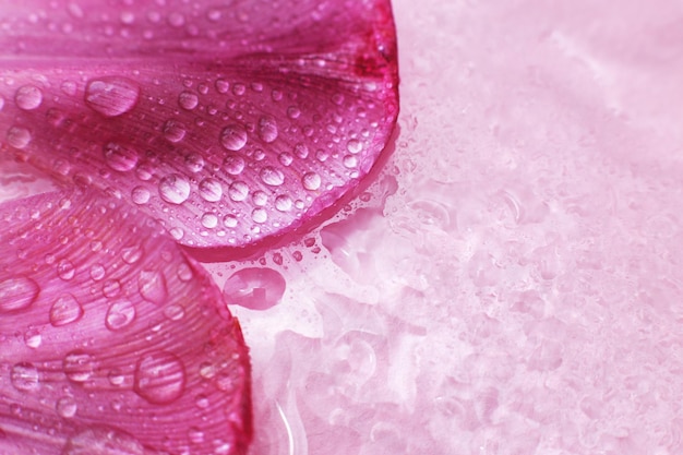 Close-up roze verse bloemen bloemblaadjes van tulpen met een waterdruppels natte bloemblaadjes