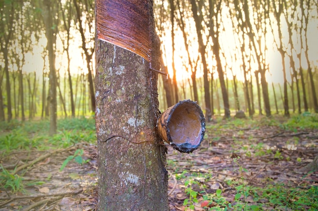 Close up of rubber tree