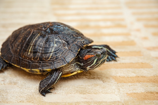 Close up on rubeared tortoise crawling