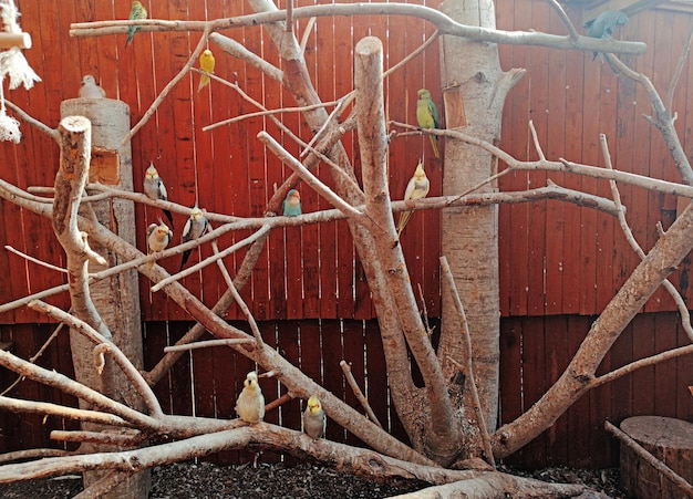 Close-up of rusty metal fence during winter