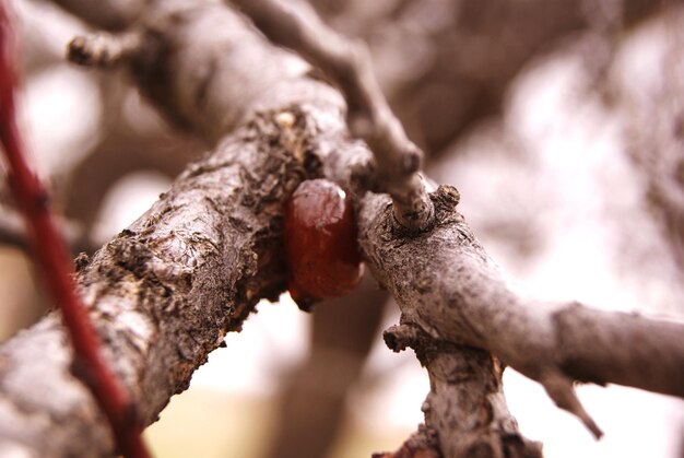 Photo close-up of rusty metal on tree