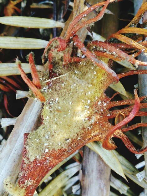 Foto close-up di un oggetto arrugginito