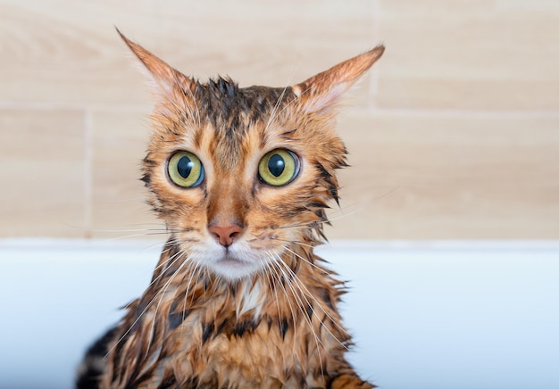 Photo close-up of a sad wet bengal cat after washing in the shower