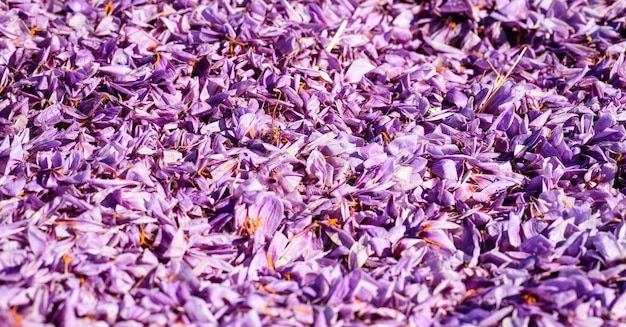 Close up of saffron flowers background