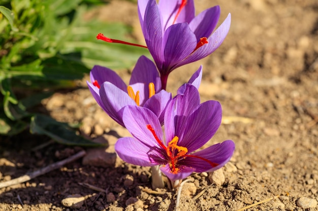 Close up of saffron flowers in a field at autumn