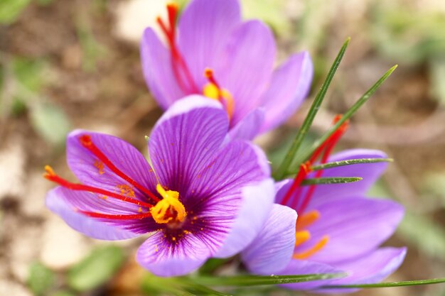 Close up of saffron flowers in a field