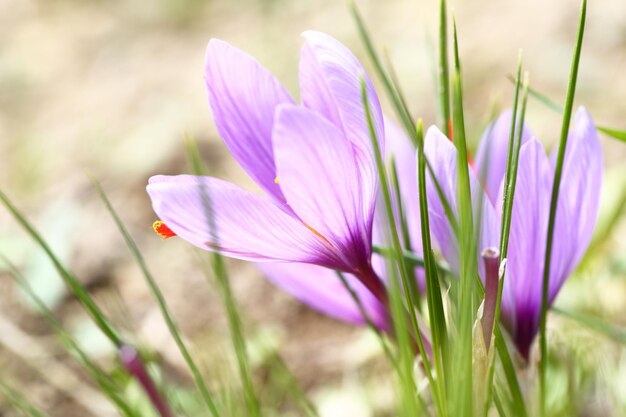 Close up of saffron flowers in a field