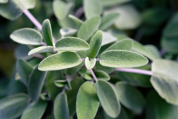 Photo close-up of sage plant