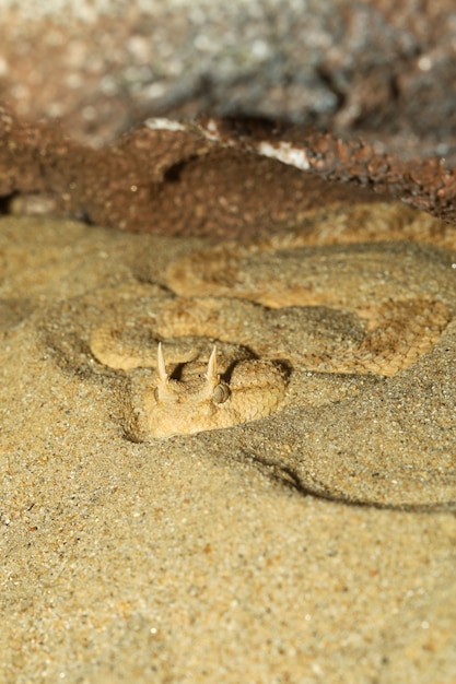 Photo close up sahara horn viper in sand at the cave