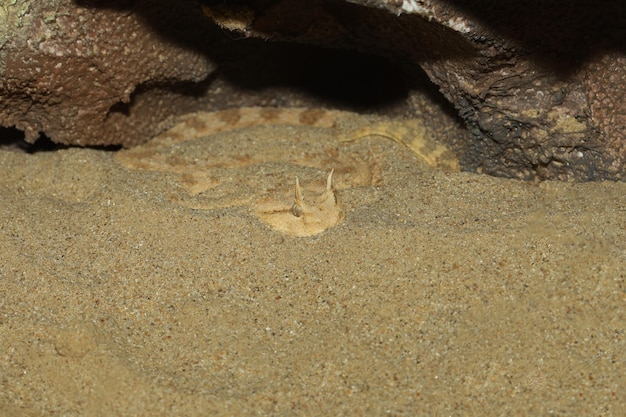 Primo piano della vipera del corno del sahara nella sabbia della grotta