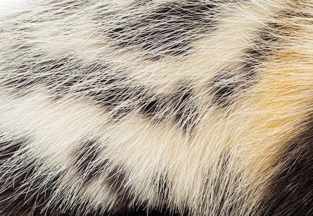 close up of saharan striped polecat ictonyx libycus fur showing the texture and pattern of the black stripes