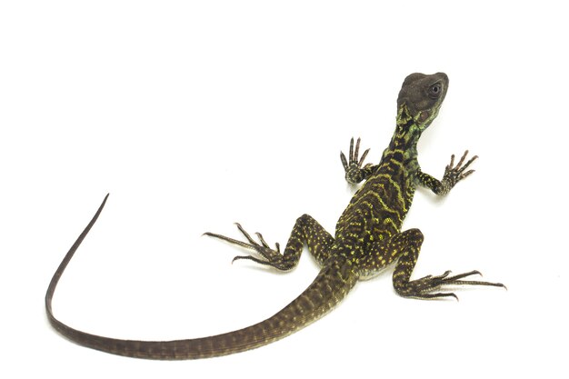 Close-up of Sailfin Dragon lizard