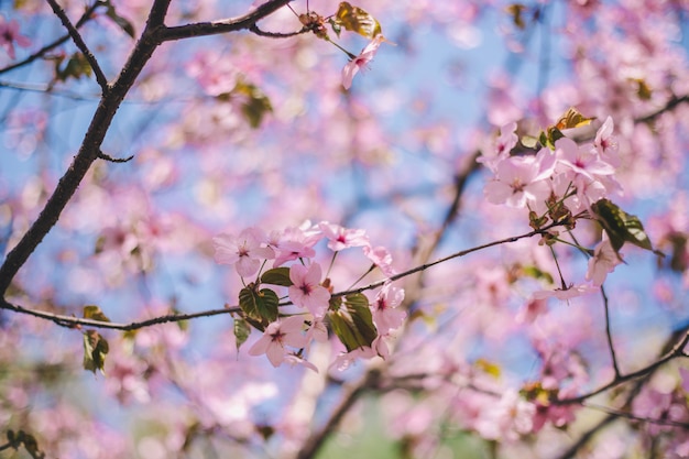 Close up sakura bloom, cherry blossom, cherry tree on a blurred blue sky background