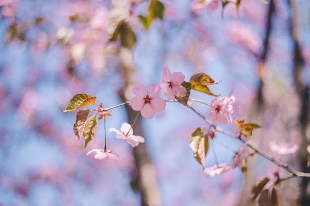 桜の花、桜、ぼやけた青い空を背景に桜の木を閉じる