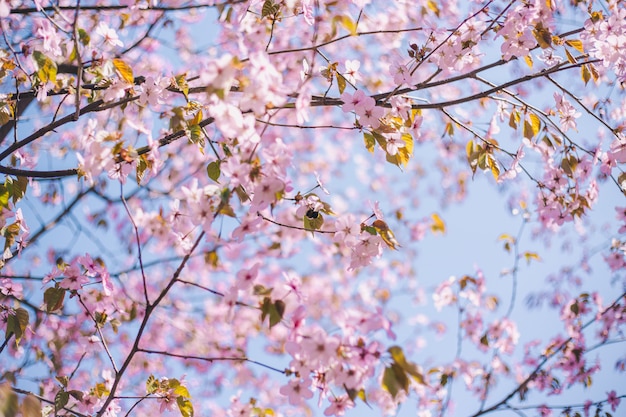 写真 桜の花、桜、ぼやけた青い空を背景に桜の木を閉じる