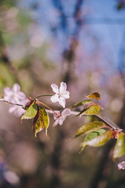 写真 桜の花、桜、ぼやけた桜の木を閉じる