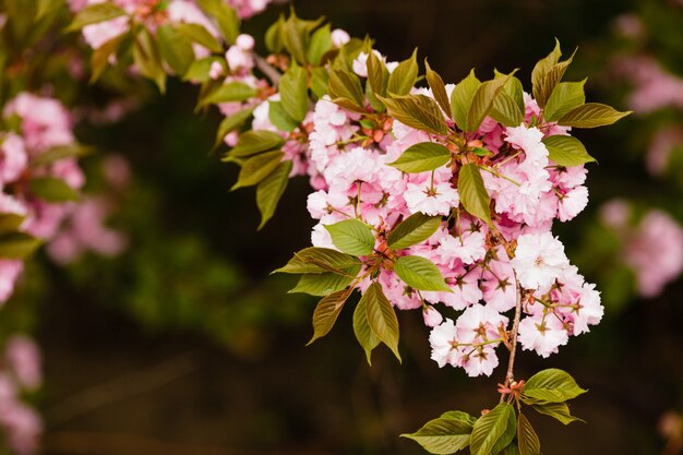 Close up of sakura blooming branch on the tree, pink fragile flowers,