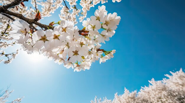 Close up Sakura Cherry blossoms with clear blue sky with Generative AI Technology