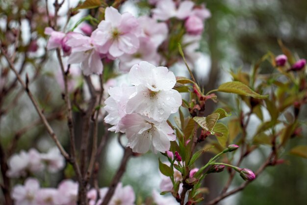 雨の中で桜の花をクローズアップ コンセプト写真 背景をぼかした写真