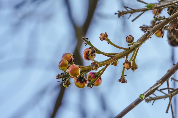 Close up sala tree fruit at the branches