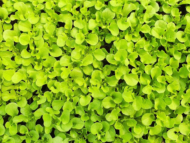 Close up of salad vegetable plantation in a green house in an organic farm healthy diet lifestyle