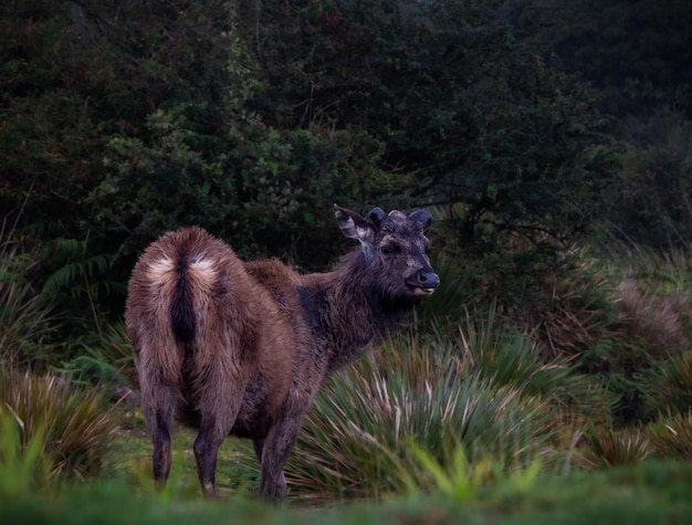 Foto primo piano del cervo sambar