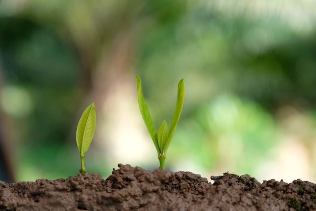 Close-up of sapling growing on field