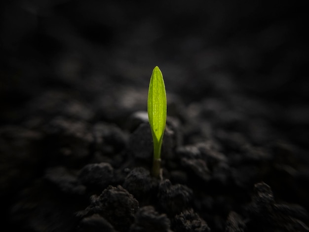 Photo close-up of sapling growing on field