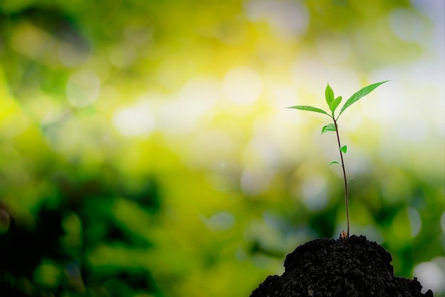 Close-up of a sapling of a tree emerging from a mound with beautiful sunlight.