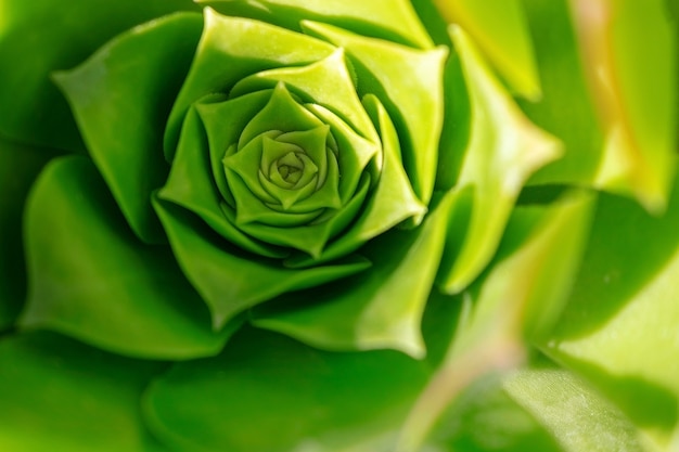 Close-up sappige groene cactus