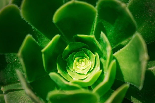 close-up sappige groene plant cactus echeveria